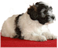 Archie