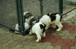 Oskoma et Ochronny